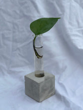 Load image into Gallery viewer, Propagation Vase