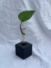 Load image into Gallery viewer, Propagation Vase