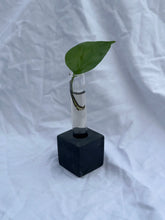 Load image into Gallery viewer, Propagation Vase