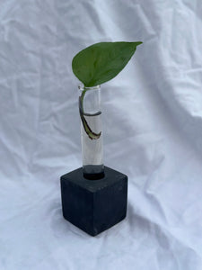 Propagation Vase