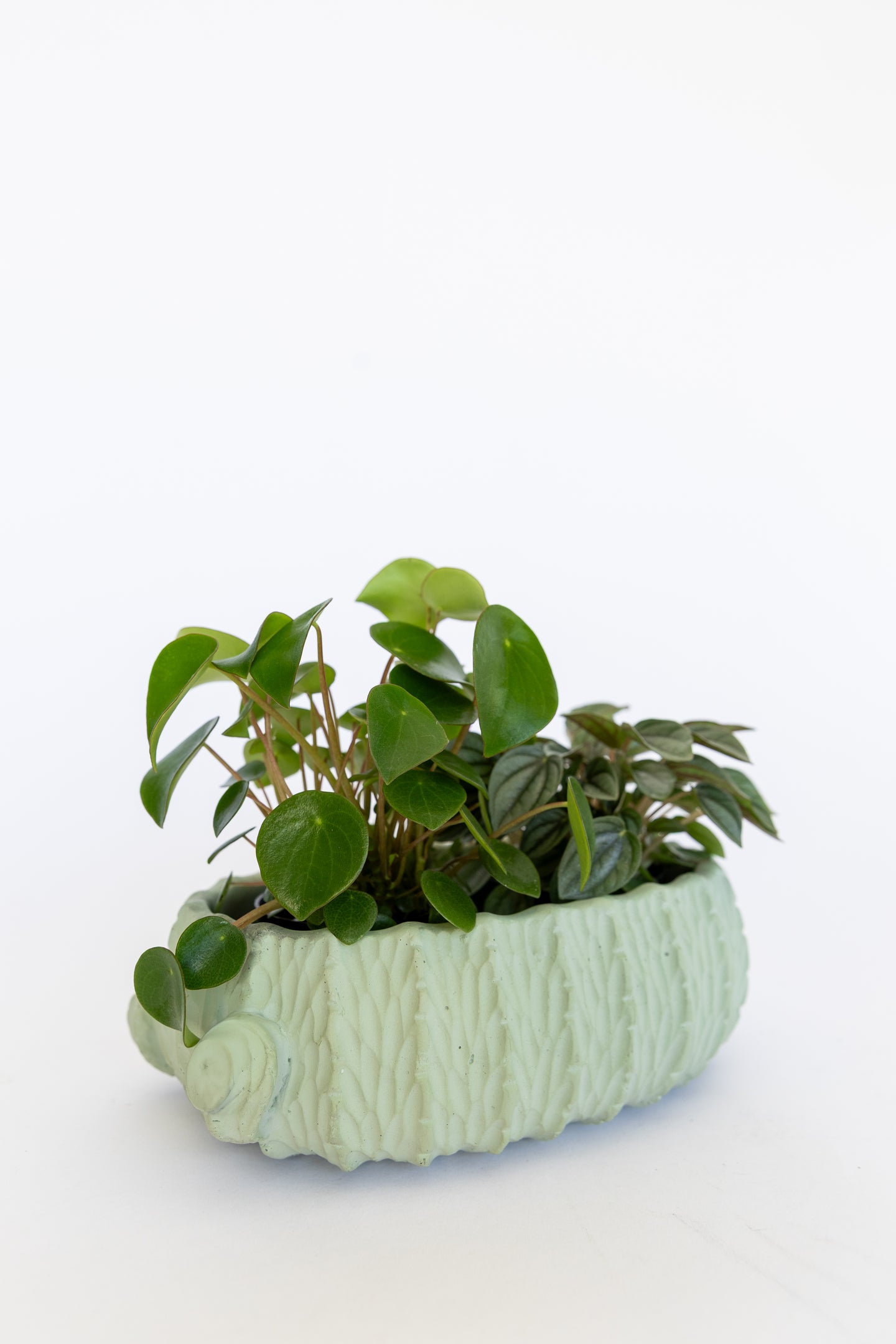 Large cactus planter