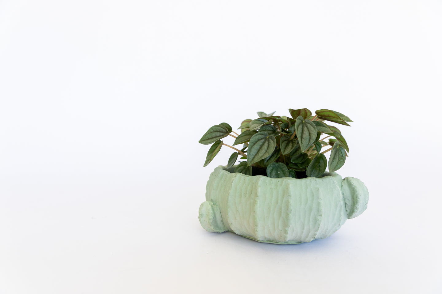 Small cactus planter